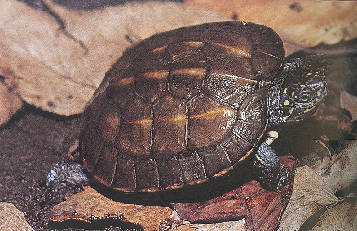 各种龟类图片大全大图,龟类展示会