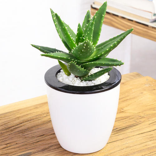 小芦荟怎么修剪可以让它长得更大,芦荟怎么修剪才能长得更大