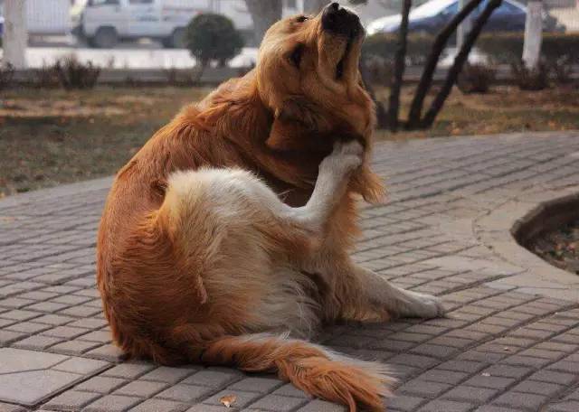 金毛宝宝养金毛的乐趣,金毛宝宝聪明活泼