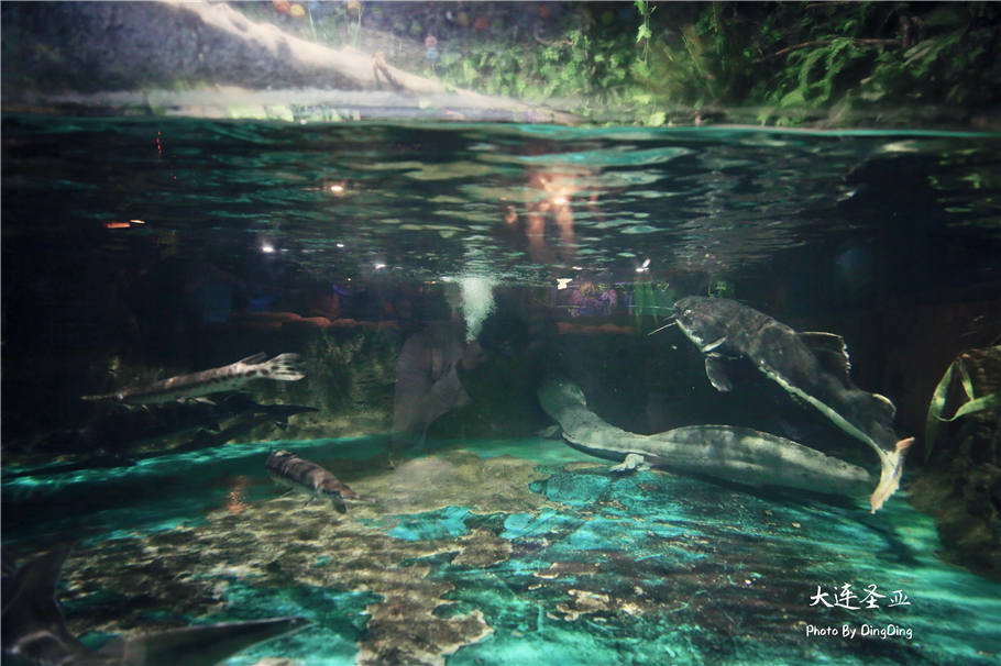 北方明珠活力四射的浪漫之都大连，国内最具特色的海洋世界圣亚