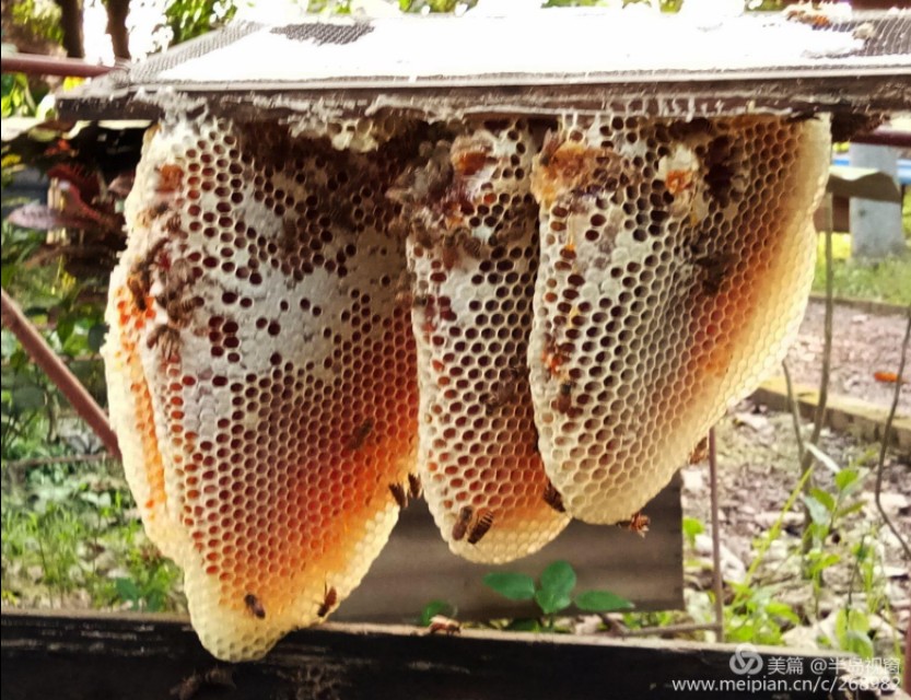 文蕴秀岭，馨怡乐园｜廉江文秀岭农牧场散记