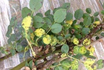 倒挂*钟金**烂根活不了？“狠心”剪一刀，养护跟上，后续还能开花！