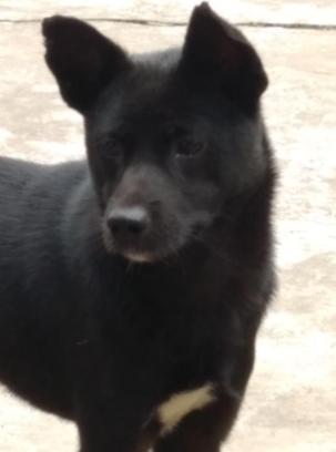 大白和大黄和大黑土狗谁厉害,土狗大黄和大黑的视频