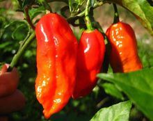 世界最辣辣椒1600万,世界最辣的辣椒排名视频