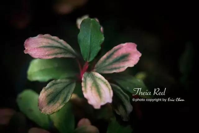 卡佩特k5辣椒榕为什么这么贵,辣椒榕k5为什么贵