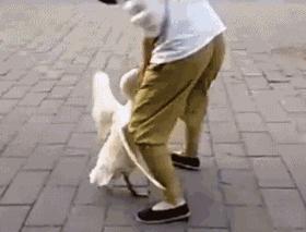 冷知识鹅,冷知识白鹅