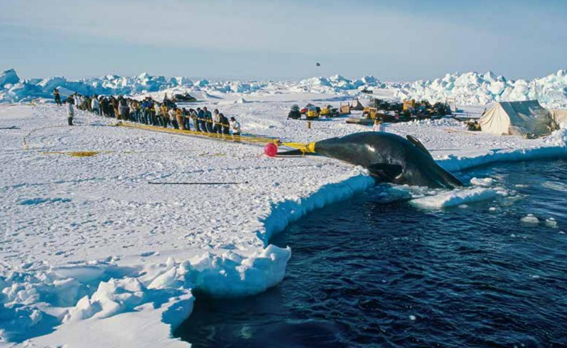 美国大型捕鲸的真实事件,抹香鲸有多濒危
