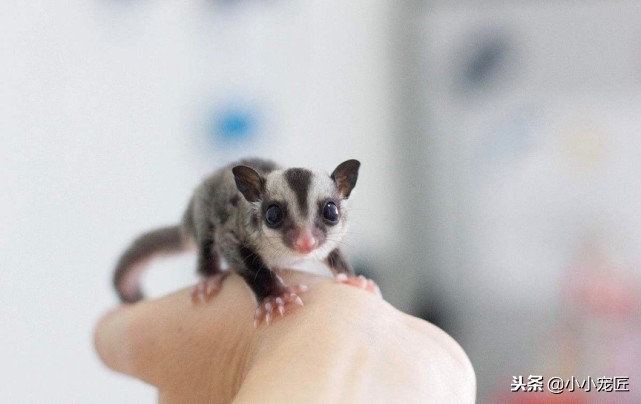 适合学生养的宠物蜜袋鼯,萌宠乐园如何饲养会飞翔的蜜袋鼯