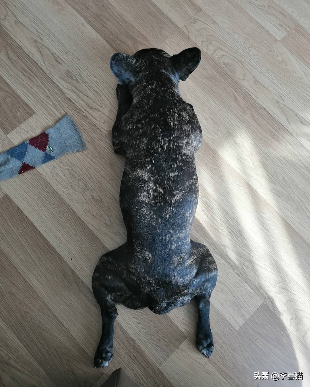 狗狗各种睡姿的含义,狗狗6个睡姿告诉你它在想什么