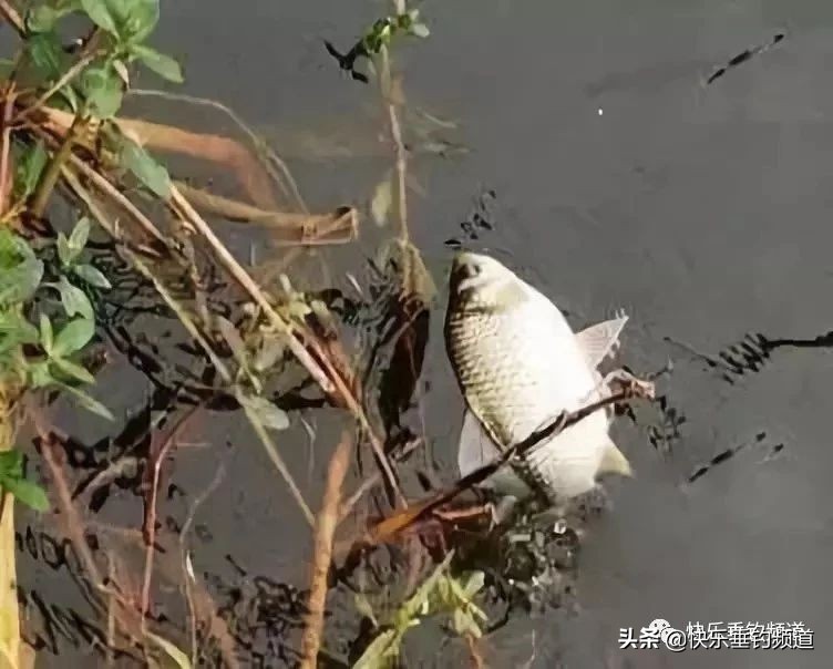 野钓挂钩怎么处理,野钓鱼钩挂底解决方法