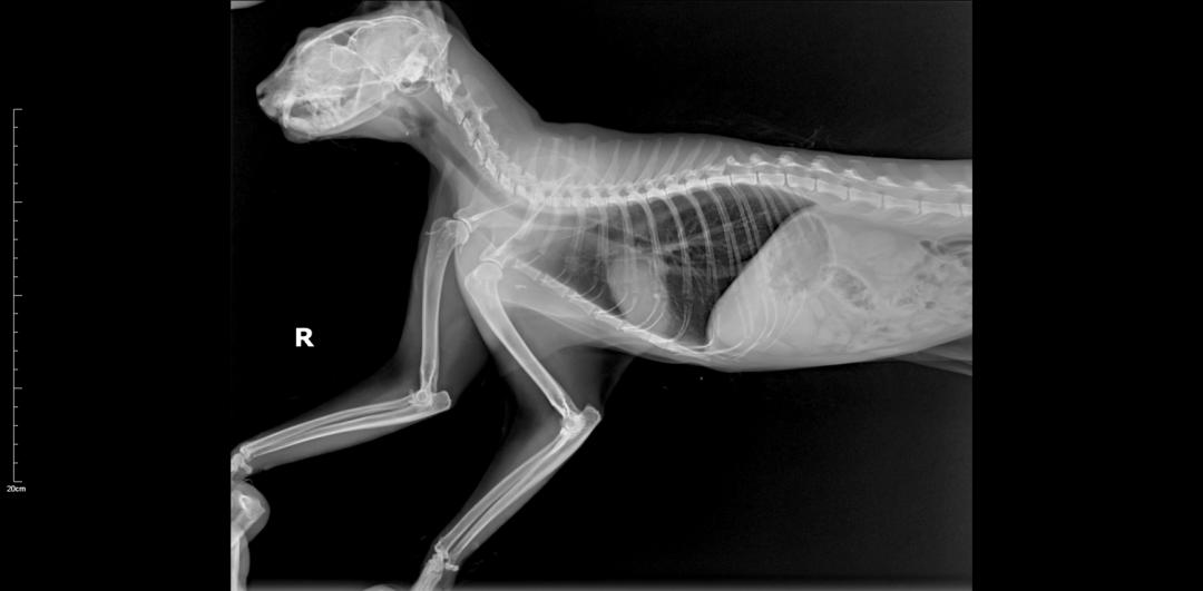 猫咪意外受到重伤怎么治疗,猫咪被车撞了怎么急救