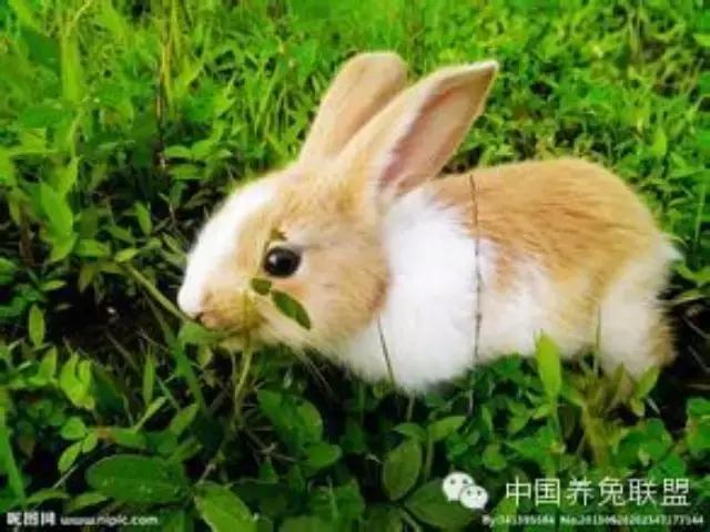 养兔之歌,关于养兔的歌