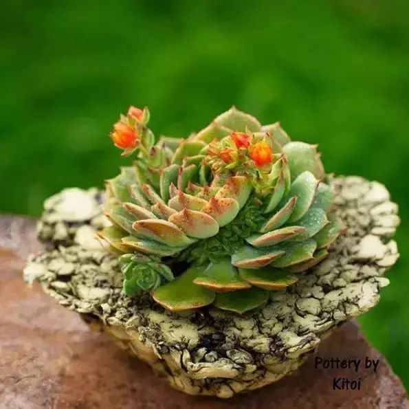 大叔养多肉20年，一片叶子上万块，盆盆都快成精了！