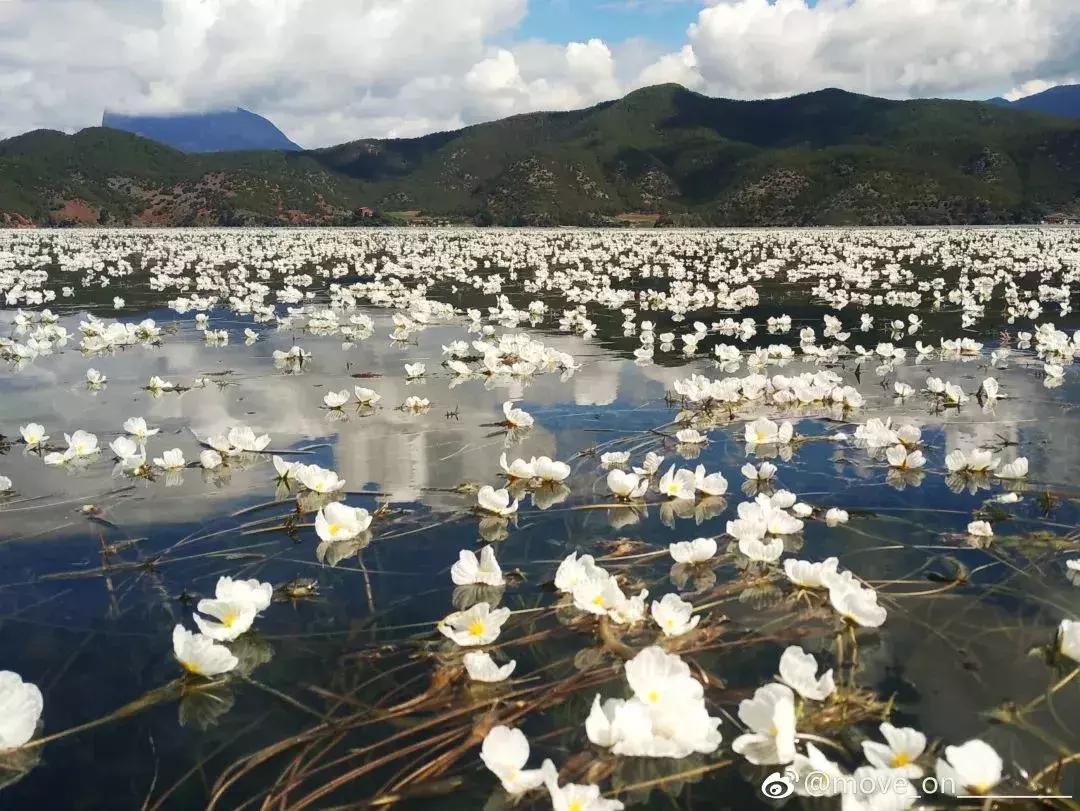 凉山最漂亮的花海,西昌赏花攻略