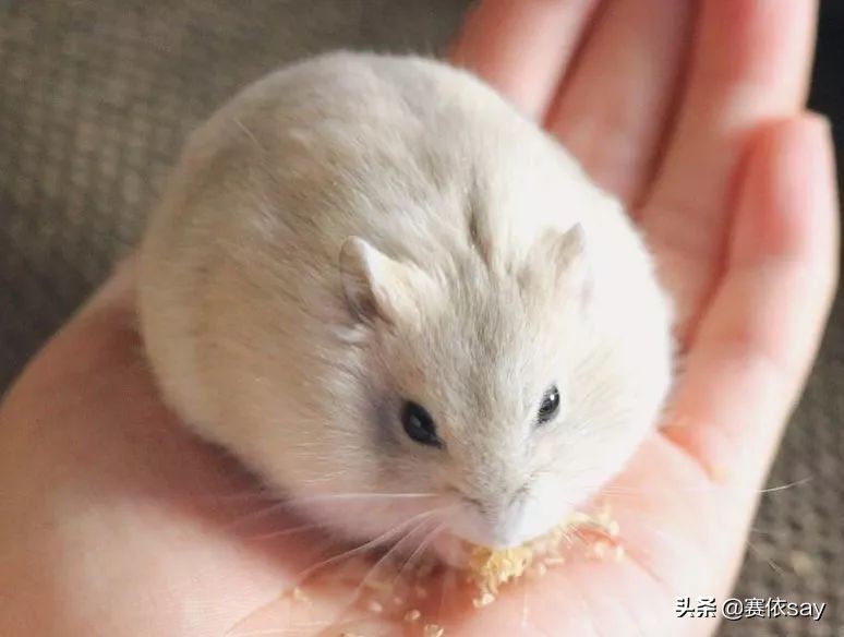 日本推主养了只小仓鼠，又团又圆的样子简直萌炸了！可爱到治愈！