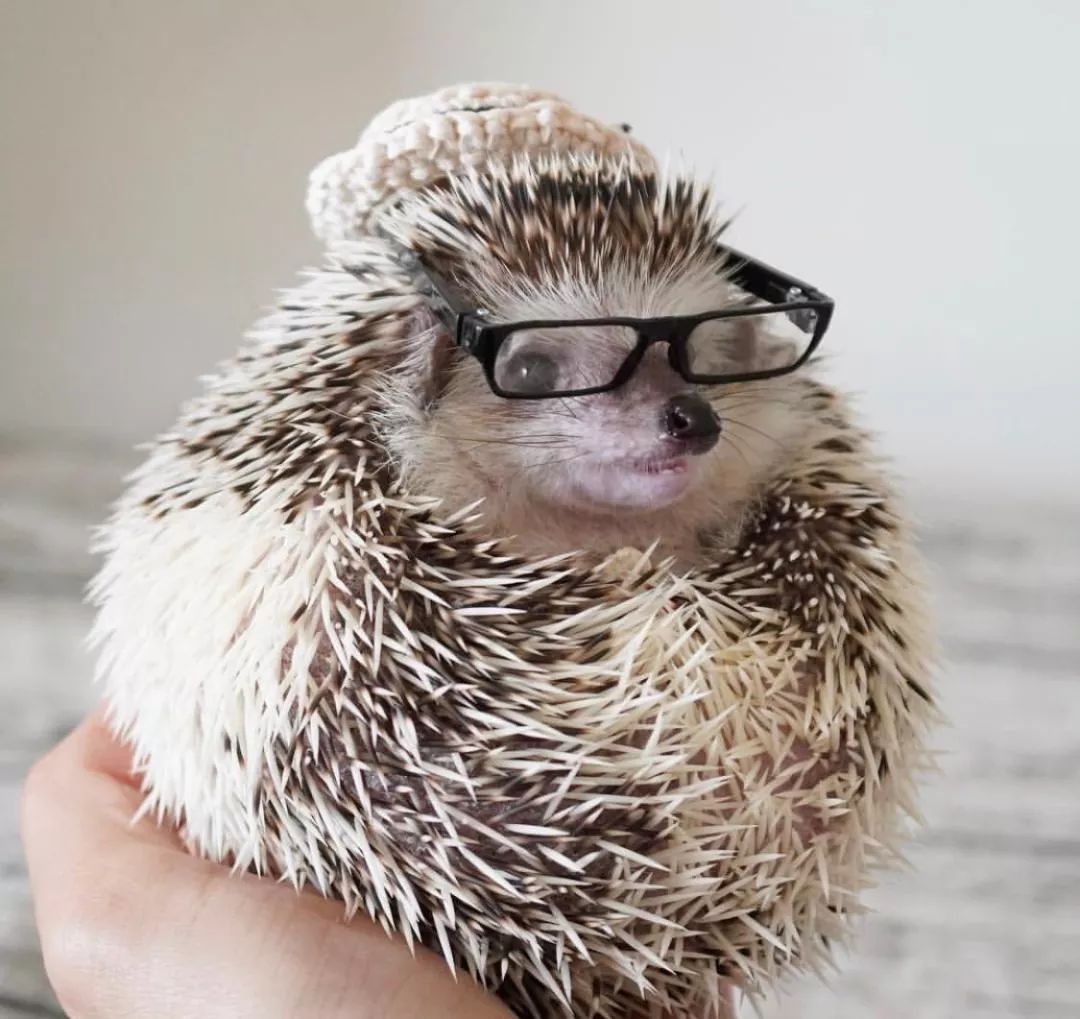 养一只戏精宠物是什么体验,养了一只小狐狸是什么体验