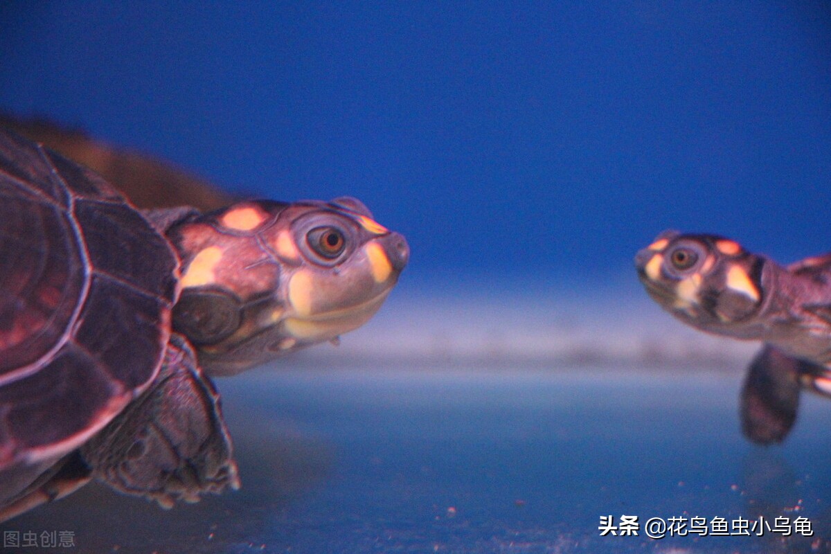 养乌龟要放多少水最好,养乌龟到底该放多少水