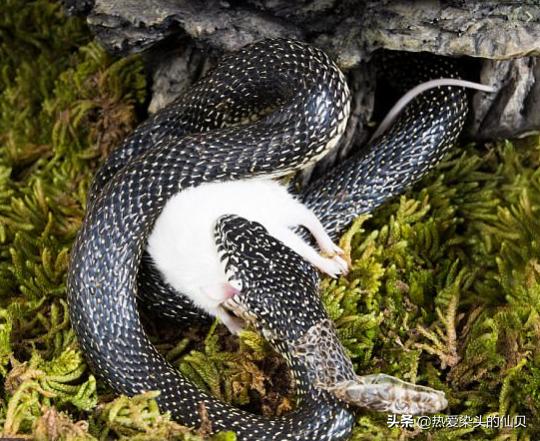 爬行动物蛇蜥,蝮蛇稀有爬行动物