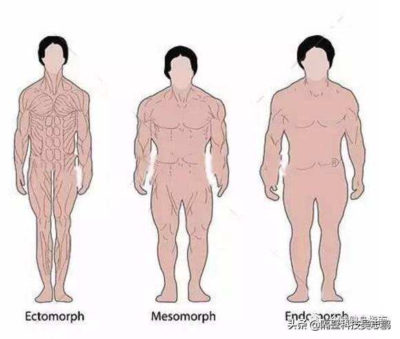 人体形状分几种形体,身体胖瘦变化指标