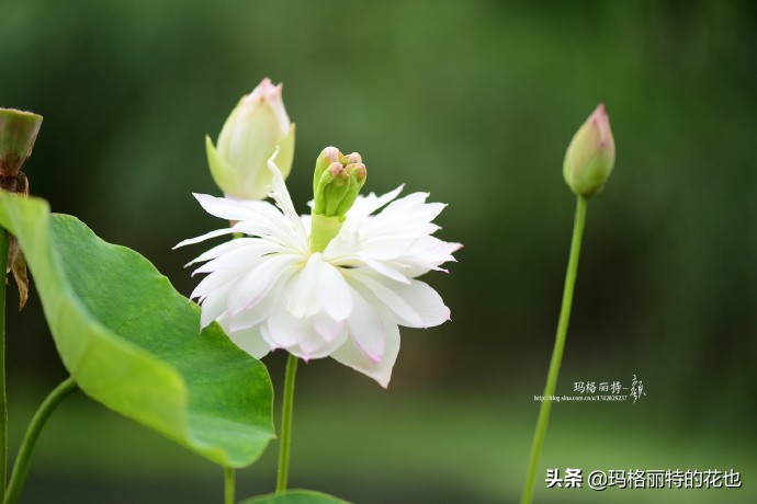 碗莲种子种植步骤及注意事项,碗莲种植方法超简单的快来看看吧