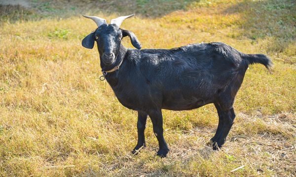 湛江干货特产有哪些值得买的,广东省湛江十大特产有哪些