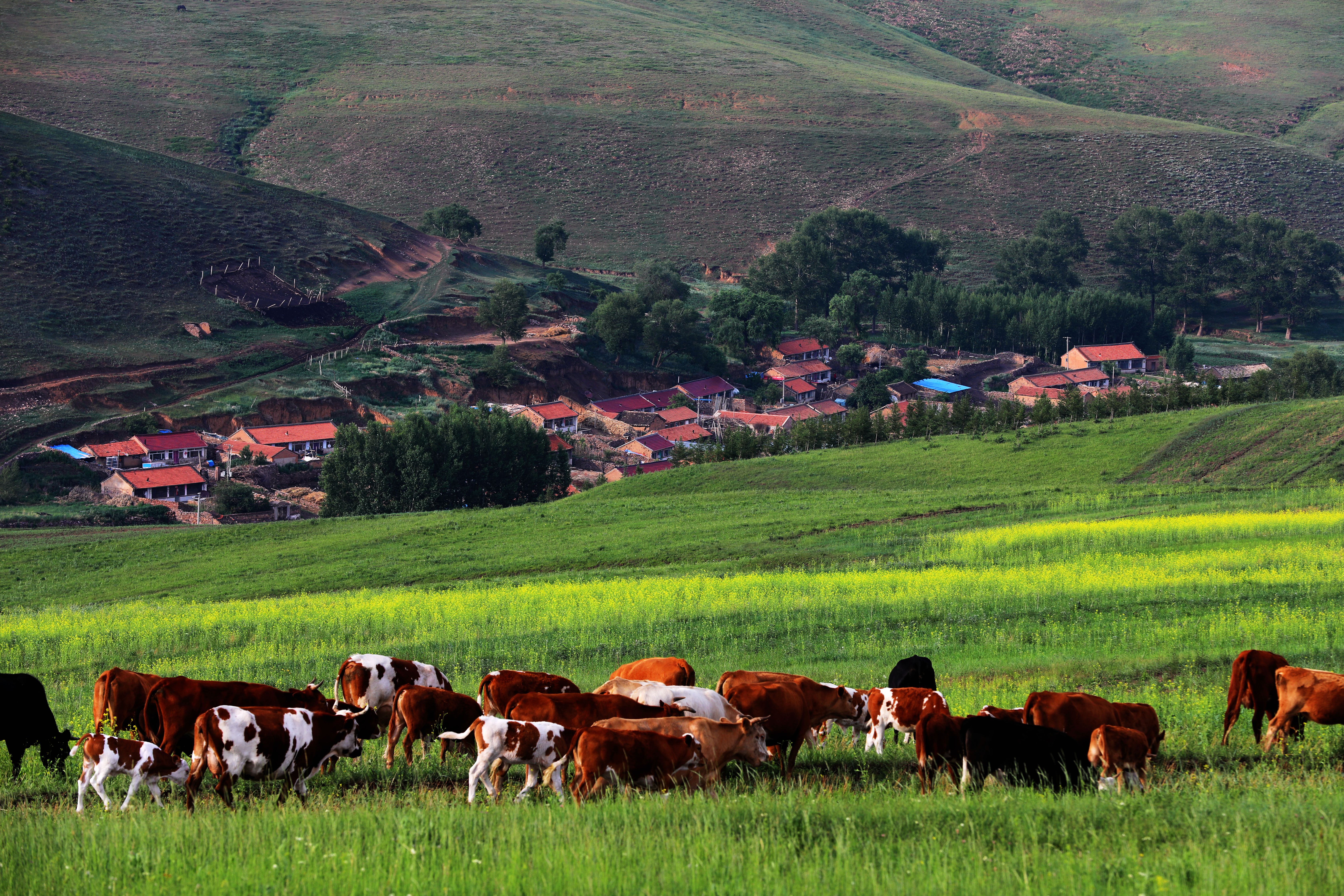 京北第一天路最佳旅游时间,京北第一天路草原