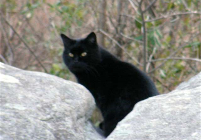 松鼠遇到危险呼叫同伴,野生松鼠向人类求救