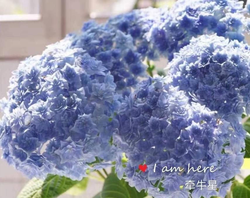 春季绣球叶子发皱怎么回事,夏季绣球老叶子都干枯怎么处理