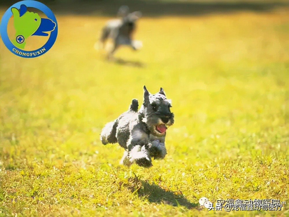 辛巴直播间卖货,辛巴为什么会火