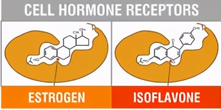 乳腺癌患者能吃大豆油吗,乳腺癌生存者可以睡玉石理疗床吗