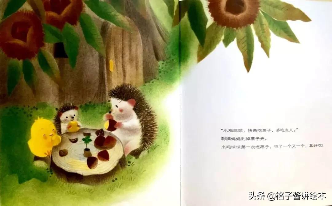 绘本推荐小鸡球球,小鸡球球和小刺猬绘本讲解