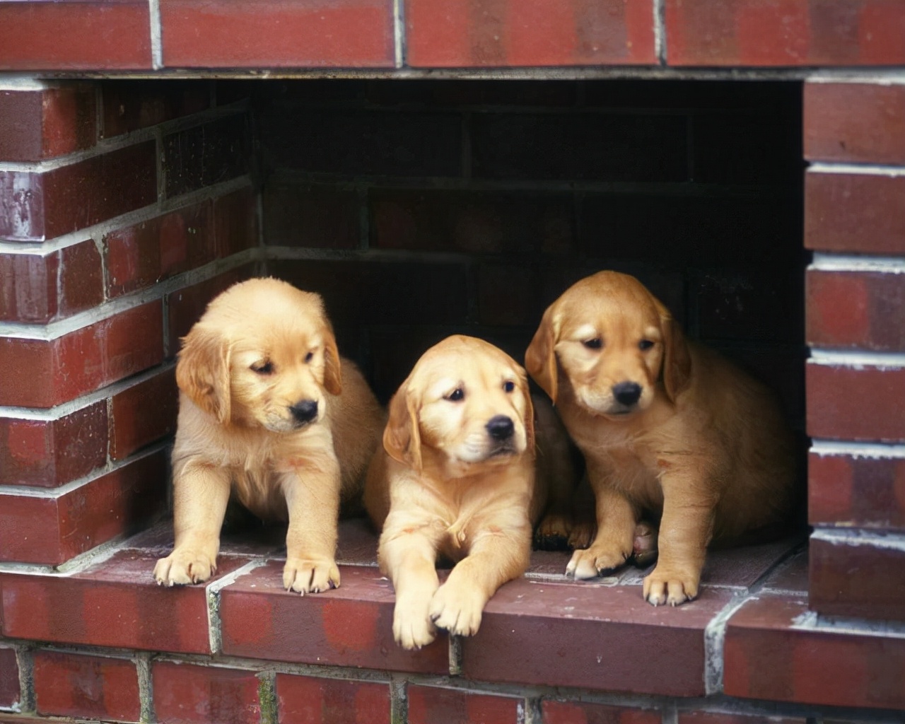 狗狗得支气管炎怎么缓解,狗狗气管炎要注意哪些