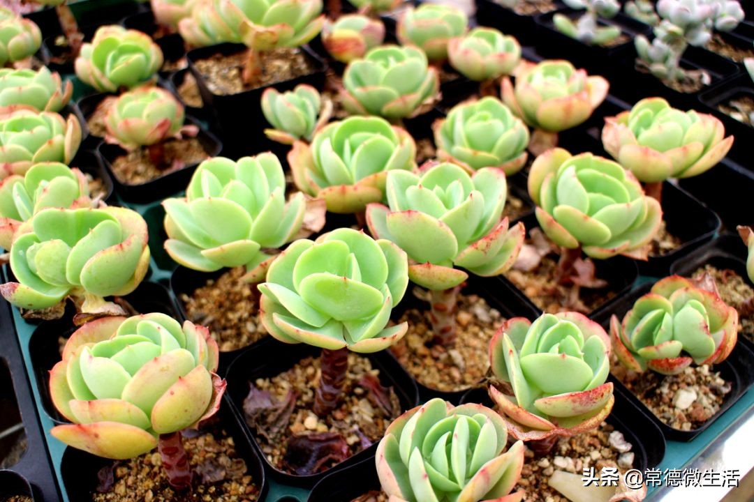 常德丹洲大草原介绍,丹洲草原风景