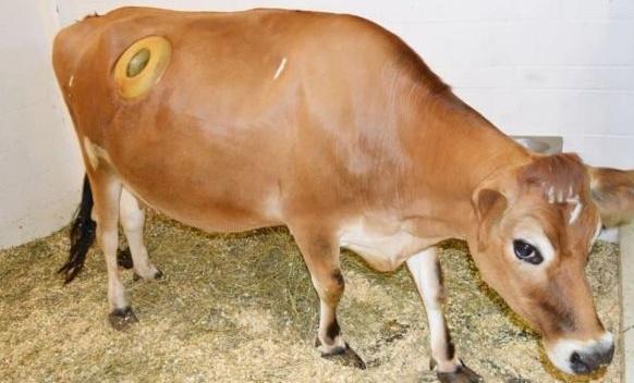 奶牛身上开洞是怎么回事,牛身开洞是什么原因