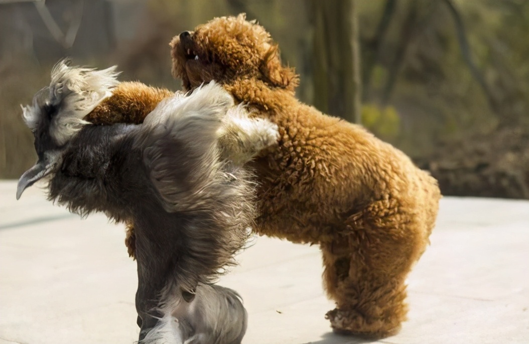 狗狗突然害怕主人浑身发抖原因,狗狗跑丢后回来发抖是什么原因