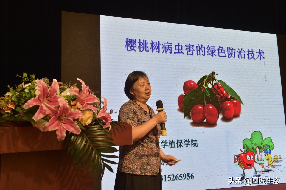 山海关:一沟大樱桃换来半坡别墅