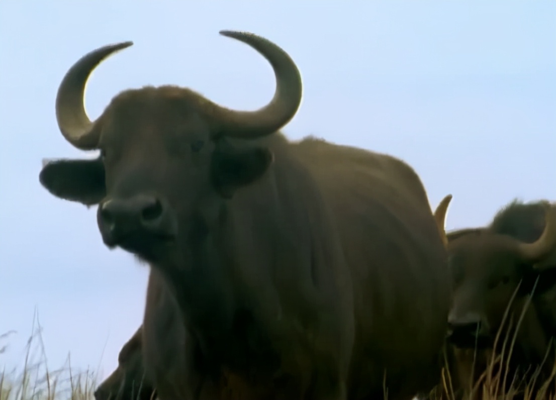 科学家把两头老虎运到非洲，这样的入侵，狮子还能保住地位吗？