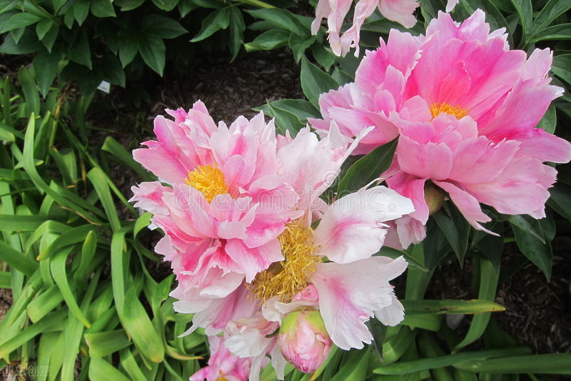 幸福标志图片大全,幸福人家的意思