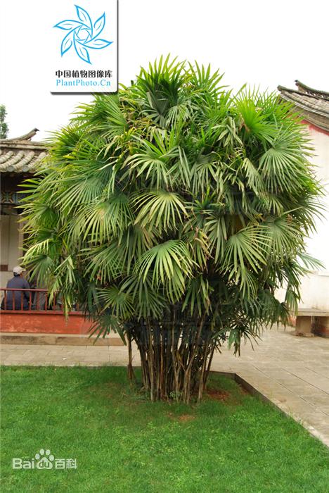 棕竹的养法大全,棕竹如何让它快速长新芽