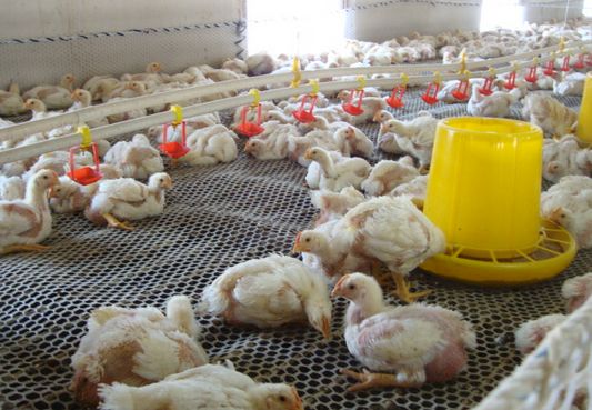 养鸡户请注意，关于鸡感冒，不要被中医所误导