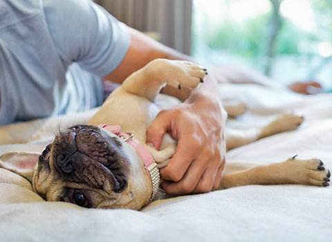 每天抚摸你的狗,每天抚摸狗狗