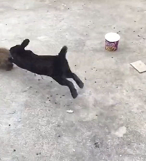 怎样才能养好兔子呢,如何才能养好兔子