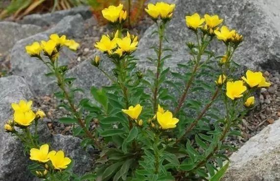 岩石花园景区,岩石园常用花卉