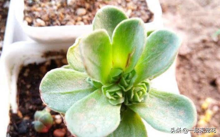 多肉叶片发芽老叶片要剪掉吗,砍头的多肉爆崽后为什么长不大