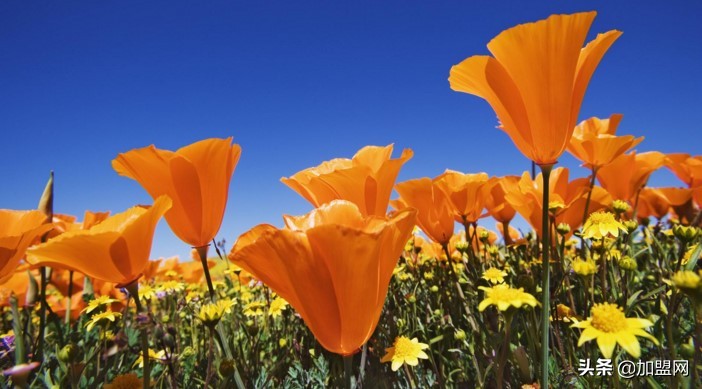 一万元可以做哪些投资,一万元可以做哪些项目