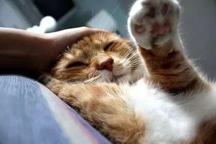 猫咪到新环境害怕怎么缓解,怎么才能帮助受惊猫咪走出阴影