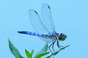 蜻蜓幼虫的各种种类,蜻蜓各种品种都叫什么名字