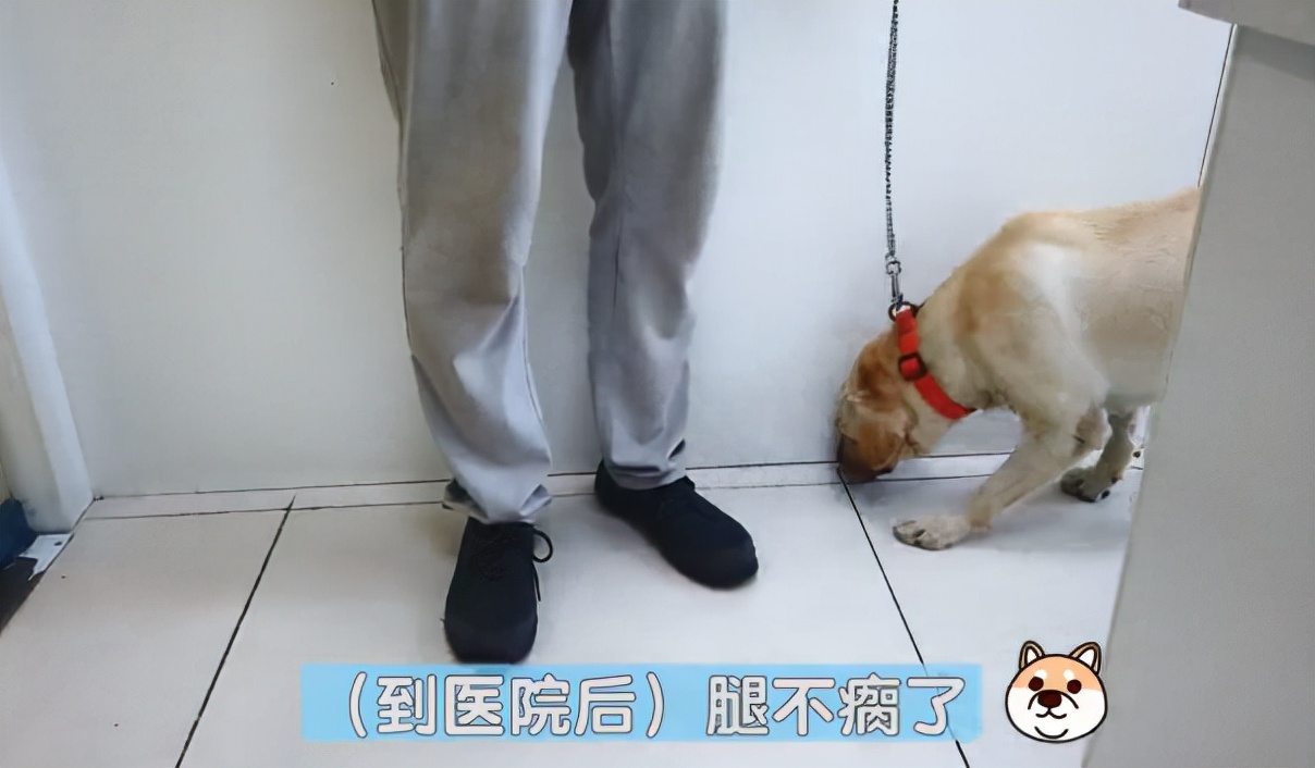 拉布拉多突然瘸了,拉布拉多腿突然瘸了能自己恢复吗