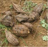 发根从毛囊里掉了还会长出来吗,毛囊有小白点是坏死吗