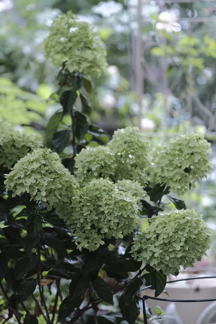 三年前买了套绿地110平三房130万,三年前耗资百万打造小院出售